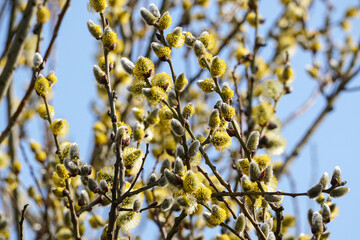 Male flowering catkins on a willow tree, goat willow, pussy willow or great sallow, Salix caprea - obrazy, fototapety, plakaty