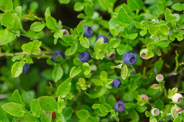 Wild blueberries in various stages of ripening. Vaccinium myrtillus or bilberry in the bush growing high on mountain in Bosnia, Europe, during sunny summer day. Agricultural and pharmaceutical concept