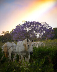 horses, jacaranda, and a rainbow on Maui
