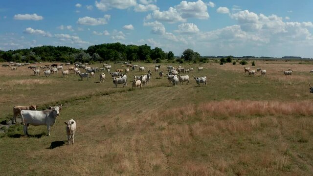 A herd of Hungarian Grey Cattle (Hungarian: Magyar Sz&uuml;rke Marha), also known as Hungarian Steppe Cattle, is an ancient breed of domestic beef cattle indigenous to Hungary. In Hortob&aacute;gy National Park, 