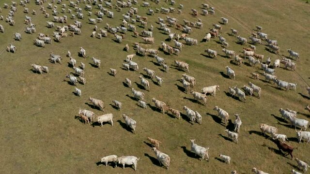 A herd of Hungarian Grey Cattle (Hungarian: Magyar Szürke Marha), also known as Hungarian Steppe Cattle, is an ancient breed of domestic beef cattle indigenous to Hungary. In Hortobágy National Park, 
