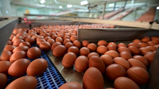Egg factory in full operation