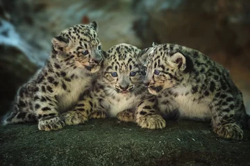 Türaufkleber Leopard Porträt des Schneeleoparden