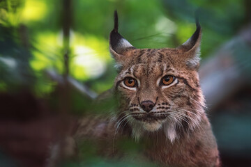 lynx in the forest