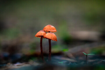 red mushroom in the forest