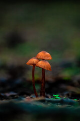 mushroom in the forest