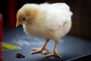 Legbar chick