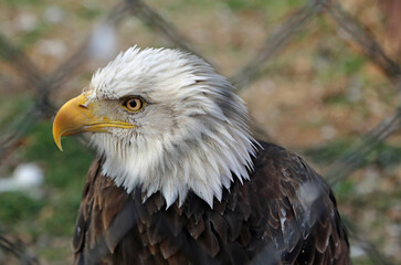 Obraz premium Bald eagle head in profile