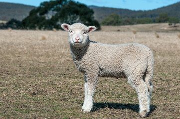 Fototapeta premium sheep, lamb, farm, animal, grass, field, agriculture, wool, ewe, livestock, farming, white, spring, green, mammal, meadow, young, pasture, nature, animals, rural, cute, grazing, looking, countryside, 