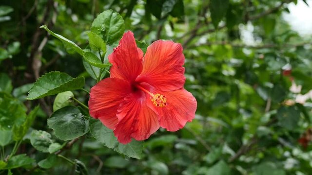 Closeup  red hibiscus flower in the garden