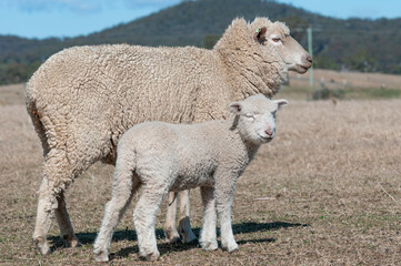 Obraz premium sheep, lamb, farm, animal, grass, field, agriculture, wool, ewe, livestock, farming, white, spring, green, mammal, meadow, young, pasture, nature, animals, rural, cute, grazing, looking, countryside, 