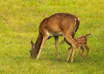 Naklejka na ściany i meble spotted fawn nursing on mother white tail deer doe in a grassy field 