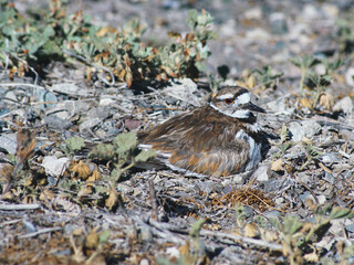 Killdeer sitting on its nest on the ground.