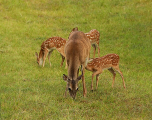 Naklejka na ściany i meble white-tailed deer mother doe with three spotted baby fawns with one fawn nursing