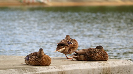 kaczki, ducks by the lake