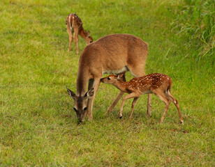 white-tailed deer doe grazing  in the field with two spotted fawns. One fawn is kissing mother hello while the other is looking for food in the background