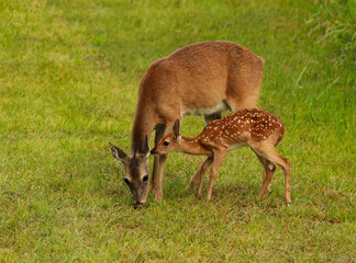 spotted fawn sniffing and kissing mother white-tailed deer on the ear standing in the grass while...