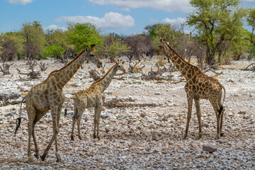 Giraffen  (Giraffa) im Etosha National Park, Namibia