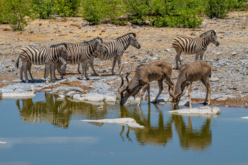 Fototapeta na wymiar Kudus und Zebras an einer Wasserstelle, Namibia