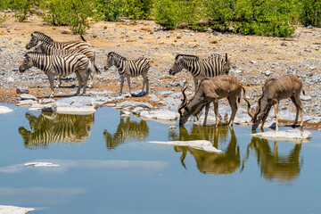 Kudus und Zebras an einer Wasserstelle, Namibia