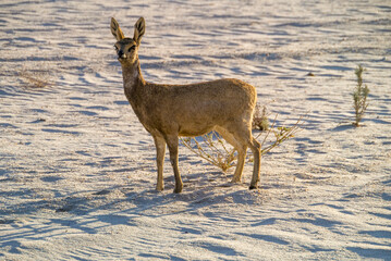 Fototapeta premium Klippspringer (Oreotragus)