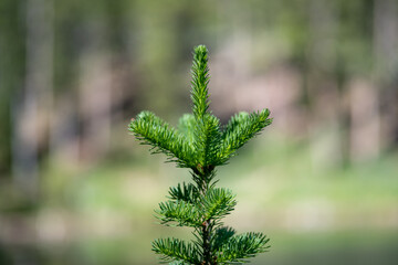 Holiday background with green pine branch bunch of pine needles