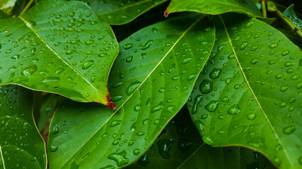 The water drops cover the green leaf with the sunlight shining from above, to go green, save energy and environmental friend concept