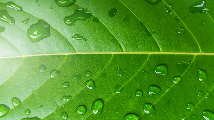 The water drops cover the green leaf with the sunlight shining from above, to go green, save energy and environmental friend concept