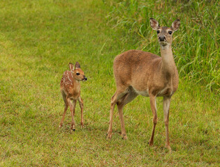 Naklejka na ściany i meble cautious mother doe white tail deer with one spotted fawn walking through a field