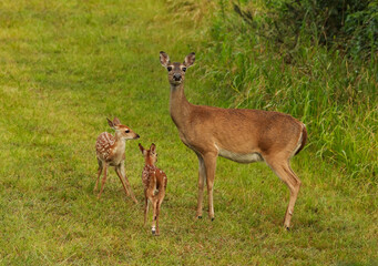 Naklejka na ściany i meble female white tail doe on high alert looking around standing guard over two cute spotted fawns