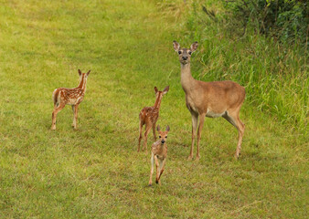 mother white tailed deer doe on alert while three spotted fawns play a field 
