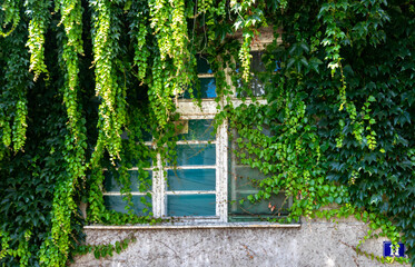 Ivy hanging in front of an old, white window