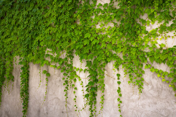 Ivy hanging on a concrete wall