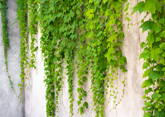Ivy hanging on a concrete wall