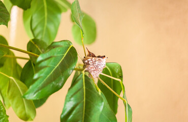 Baby hummingbird in safely in it's nest