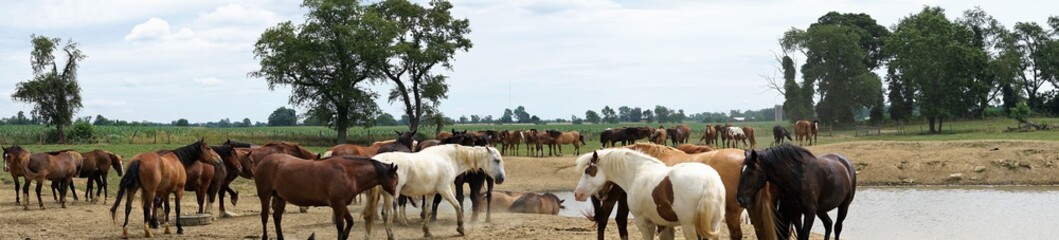 horses at a water hole on a farm