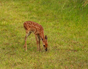 Naklejka na ściany i meble one spotted fawn eating grass in a field all by himself