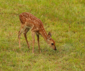 Naklejka na ściany i meble baby spotted fawn white tailed deer standing with head down ready to graze