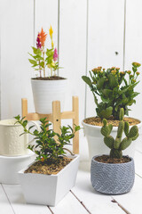 Pots of plants of various sizes and varieties. White wooden background.	
