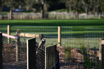 A noisy miner bird perched on a chain link fence beside a footpath, in a park - Powered by Adobe