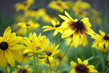 yellow flowers in the garden