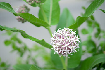 weeds versus flowers