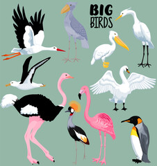 Aves de tamaño grande, no rapaces