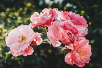 Pink roses on the street. Close-up