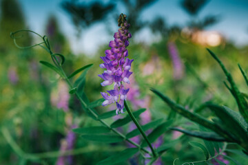 Lupine flower in a field on a background of grass
