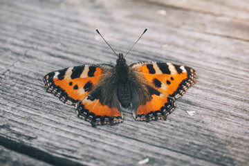 orange butterfly on wooden background