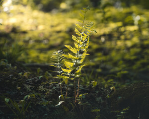 Fern in the woods