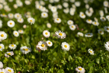 Daisies on the lawn. Summer flowers on the street.