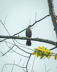 Birt