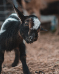 Baby goat